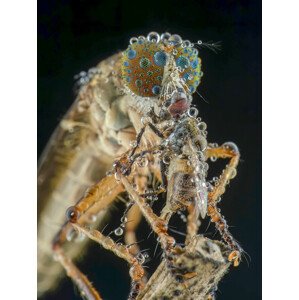 Fotografie robberfly and prey, Ajar Setiadi, 30 × 40 cm