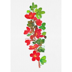 Ilustrace Japanese quince or Chaenomeles japonica botanical painting, Kata Botanical, 30 × 40 cm