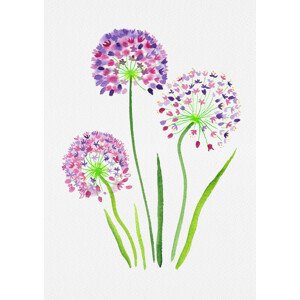 Ilustrace Giant onion or Allium giganteum botanical painting, Kata Botanical, 30 × 40 cm