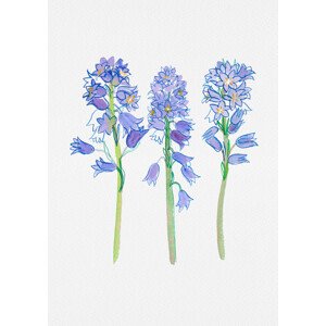 Ilustrace Spanish bluebell or Hyacinthoides hispanica botanical illustration, Kata Botanical, 30 × 40 cm