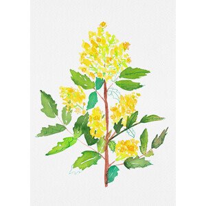 Ilustrace Oregon grape or Mahonia aquifolium botanical painting, Kata Botanical, 30 × 40 cm