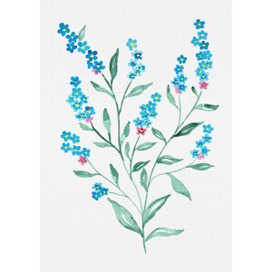 Ilustrace Wood forget-me-not or Myosotis sylvatica botanical painting, Kata Botanical, 30 × 40 cm