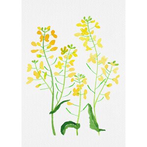 Ilustrace Rapeseed or Brassica napus botanical painting, Kata Botanical, 30 × 40 cm
