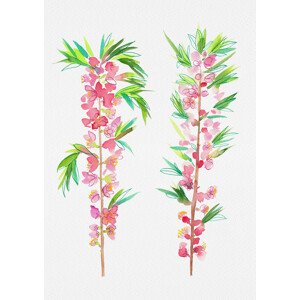 Ilustrace Dwarf Russian almond or Prunus tenella botanical painting, Kata Botanical, 30 × 40 cm