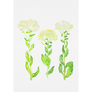 Ilustrace Hoary cress or Lepidium draba botanical painting, Kata Botanical, 30 × 40 cm