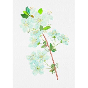 Ilustrace Wild cherry or Prunus avium botanical painting, Kata Botanical, 30 × 40 cm