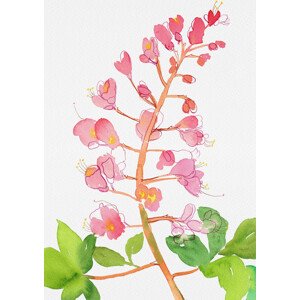 Ilustrace Red horse-chestnut or Aesculus A carnea with watercolor and ink, Kata Botanical, 30 × 40 cm