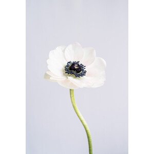 Fotografie Precious Anemone, uplusmestudio, 26.7 × 40 cm