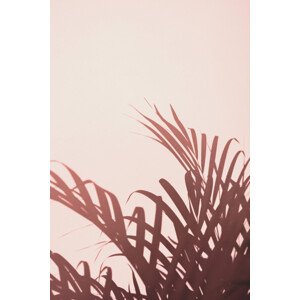 Fotografie Palm leaves_2, Studio III, 26.7 × 40 cm