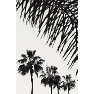Fotografie Palm_006, Studio III, 26.7 × 40 cm