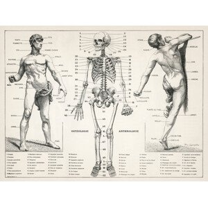 Ilustrace Antique Illustration of the Human Body & Skeleton (Biology), 40 × 30 cm