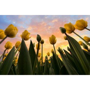 Fotografie Yellow Tulips, Merthan Kortan, 40 × 26.7 cm