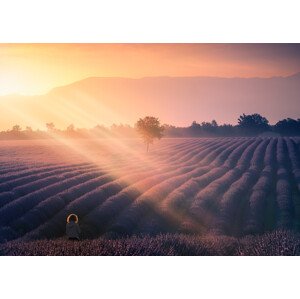 Fotografie Walking among lavenders, joanaduenas, 40 × 30 cm