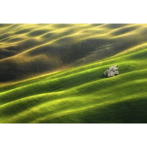 Fotografie Flock of sheep, Krzysztof Browko, 40 × 26.7 cm