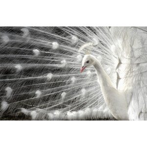 Fotografie wight is white, Pierre Bacus, 40 × 26.7 cm