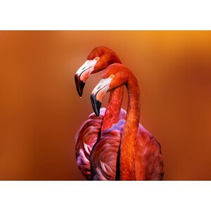 Fotografie Flamingo Portrait, Richard Reames, 40 × 30 cm