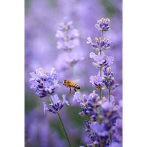 Fotografie Lavender world, Andrii Kazun, 26.7 × 40 cm