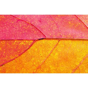 Fotografie Autumn Leaf Close-Up, borchee, 40 × 26.7 cm