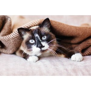 Fotografie Cat in wool cozy blanket sitting on sofa, TatyanaGl, 40 × 26.7 cm