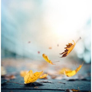 Fotografie It's time for autumn, borchee, 40 × 40 cm