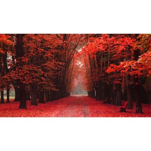 Fotografie easy way in the autumn park, jonnysek, 40 × 22.2 cm