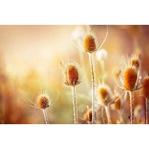 Fotografie Thistle, Jasmina007, 40 × 26.7 cm