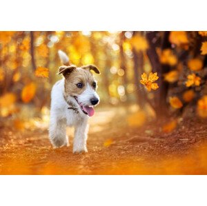 Fotografie Happy pet dog puppy walking in the forest, autumn concept, Wavetop, 40 × 26.7 cm