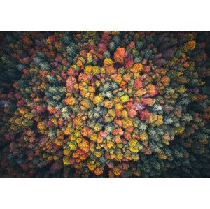 Fotografie Colorful Forest, borchee, 40 × 26.7 cm