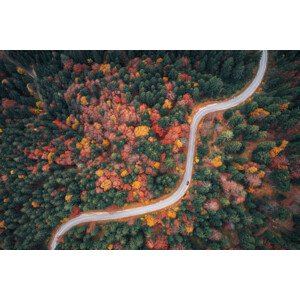 Fotografie Autumn Drive, borchee, 40 × 26.7 cm