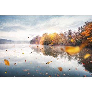 Fotografie Flying Autumn Leaves, borchee, 40 × 26.7 cm