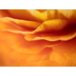 Fotografie Dreamy Macro Orange Peony 6, Lazypixel / Brunner Sébastien, 40 × 30 cm