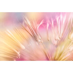 Fotografie Dandelion seed, Jasmina007, 40 × 26.7 cm