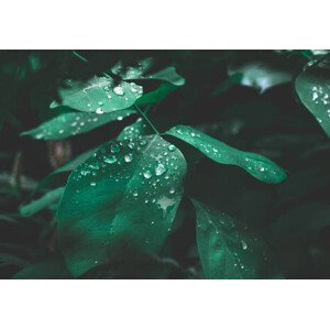 Fotografie Green leaf with dew on dark nature background., Lemon_tm, 40 × 26.7 cm