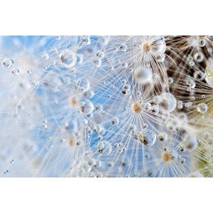 Fotografie Dandelion and dew drops - Abstract, Kerrick, 40 × 26.7 cm