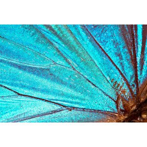 Fotografie Butterfly wing background, JodiJacobson, 40 × 26.7 cm