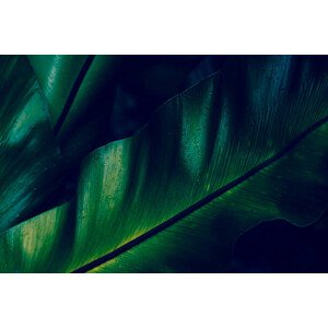 Fotografie Green rainforest fern dew closeup, AHDesignConcepts, 40 × 26.7 cm