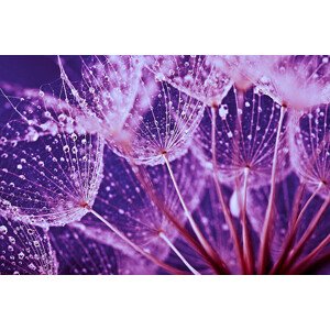 Fotografie Macro abstract of water drops on dandelion seeds, Jasmina007, 40 × 26.7 cm