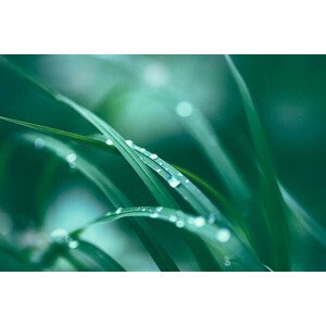 Fotografie Fresh spring grass, Jasmina007, 40 × 26.7 cm