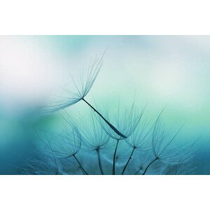 Fotografie Dandelion seed, Jasmina007, 40 × 26.7 cm