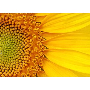 Fotografie Closeup of a section of a sunflower, Salma_lx, 40 × 30 cm