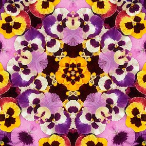 Ilustrace Pansy Mandala, Steve Satushek, 40 × 40 cm