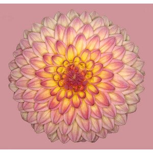 Ilustrace Wootton phoebe, brianhaslam, 40 × 40 cm