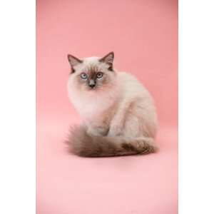 Fotografie studio portrait of fluffy kitten, Kevin Vandenberghe, 26.7 × 40 cm