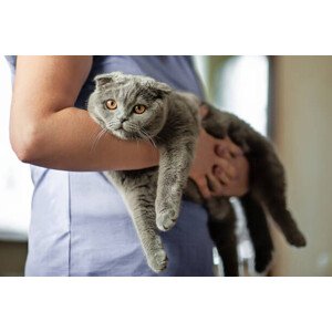Fotografie Cat owner is holding a Scottish, Yulia Shaihudinova, 40 × 26.7 cm