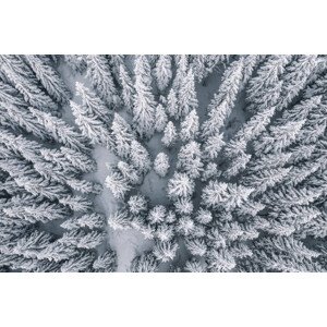 Ilustrace Aerial view of pine trees covered with snow, Nirian, 40 × 26.7 cm