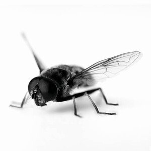 Fotografie Close up of black and white hoverfly, Adam Gault, 40 × 40 cm