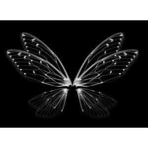 Fotografie Insect cicada wing isolated on white background, anatchant, 40 × 30 cm