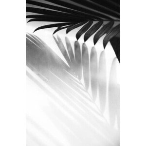 Fotografie Abstract background of palm leaves shadow, mariiaplo, 26.7 × 40 cm