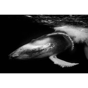 Fotografie Close up of playful juvenile Humpback, Philip Thurston, 40 × 26.7 cm