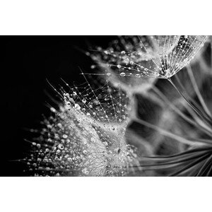 Fotografie Dandelion seed with water drops, Jasmina007, 40 × 26.7 cm
